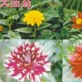 大丽菊