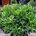非洲茉莉