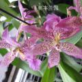 文心兰[红狐狸]
