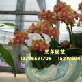 蝴蝶兰