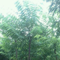 铁刀木