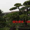 台湾罗汉松