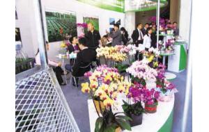 外商瞄上中国花卉市场