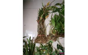 云南河口口岸截获濒危保护植物野生石斛