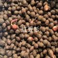 红豆杉