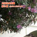 黄心紫花