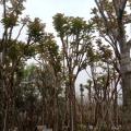 麻楝
