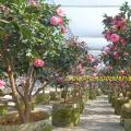 茶花（乔依肯德立克）