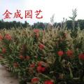 红千层