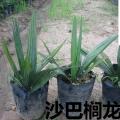 龙鳞榈