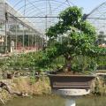 山指甲2 Ligustrum