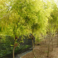 黄金香柳