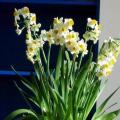 水仙花