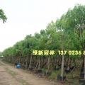 黄花腊肠树